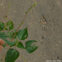 Laportea interrupta (L.) Chew